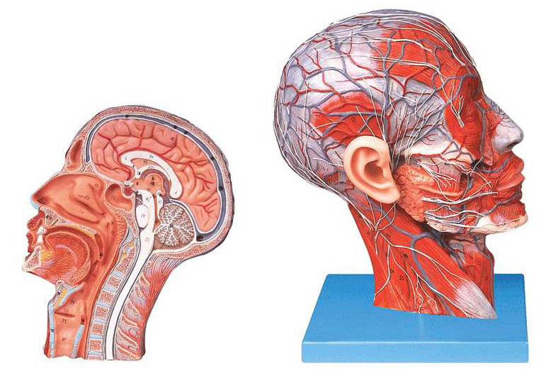 头部正中矢状切面附血管神经模型.jpg