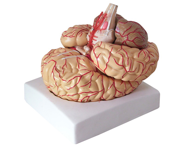 脑动脉模型（9部件）.jpg