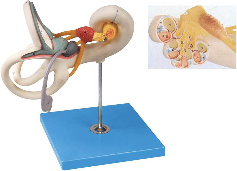 内耳迷路放大模型.jpg