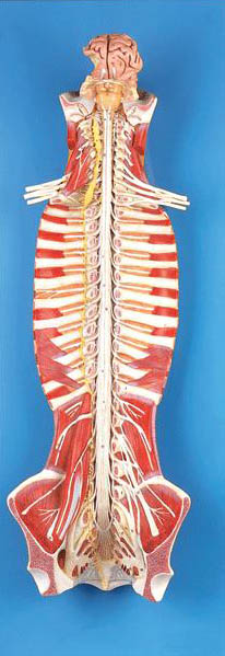 椎管内部脊髓神经模型.jpg