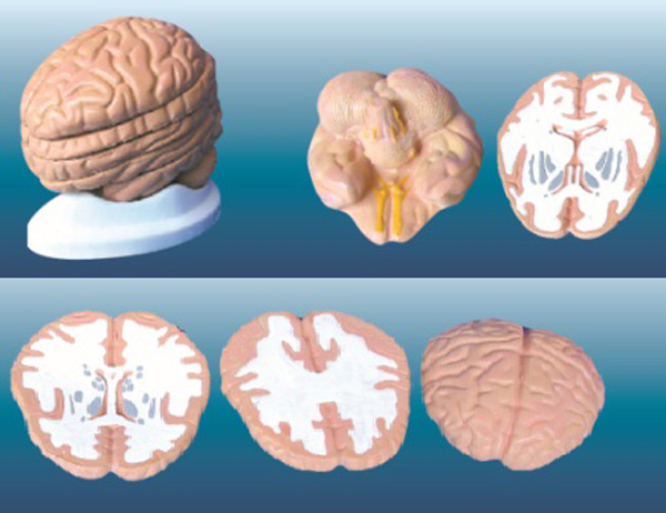 脑水平切面模型.jpg