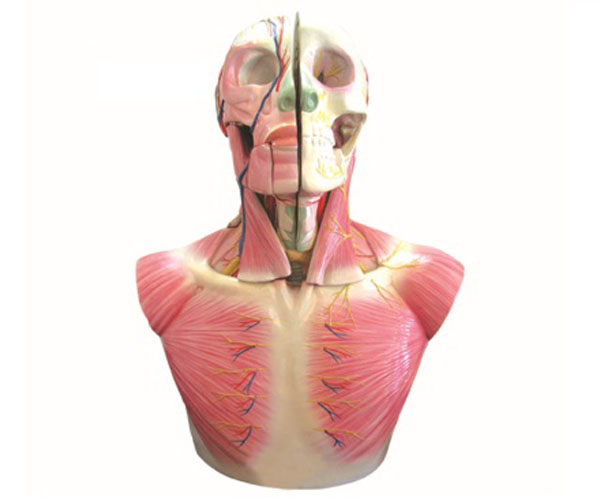 头部、颈部层次解剖模型附脑N、A.bmp