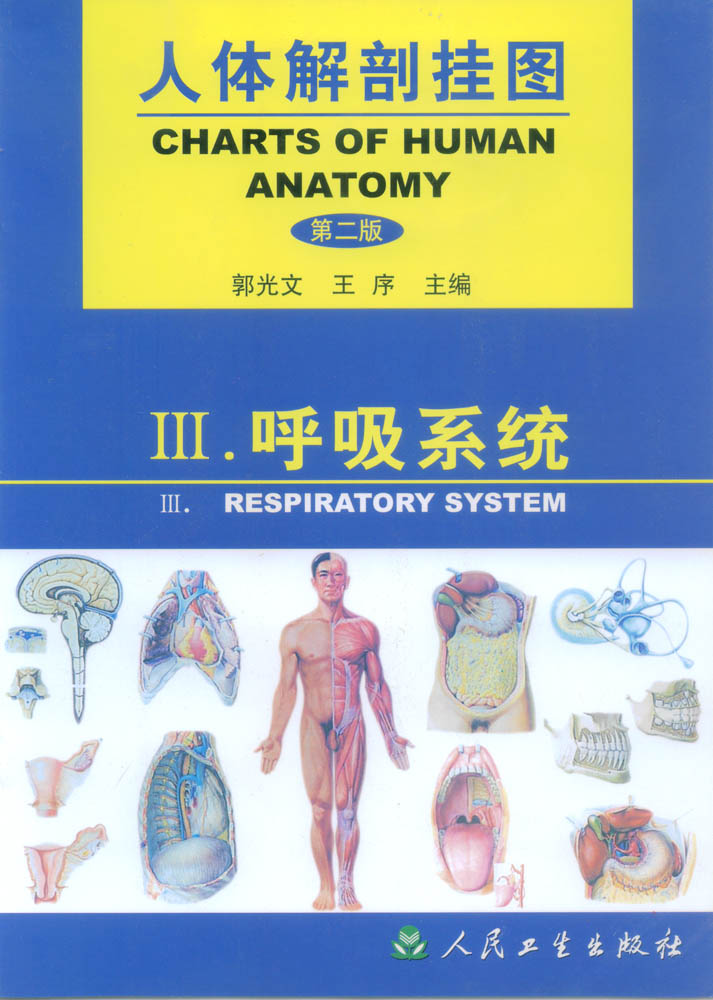 人体呼吸系统解剖挂图.jpg