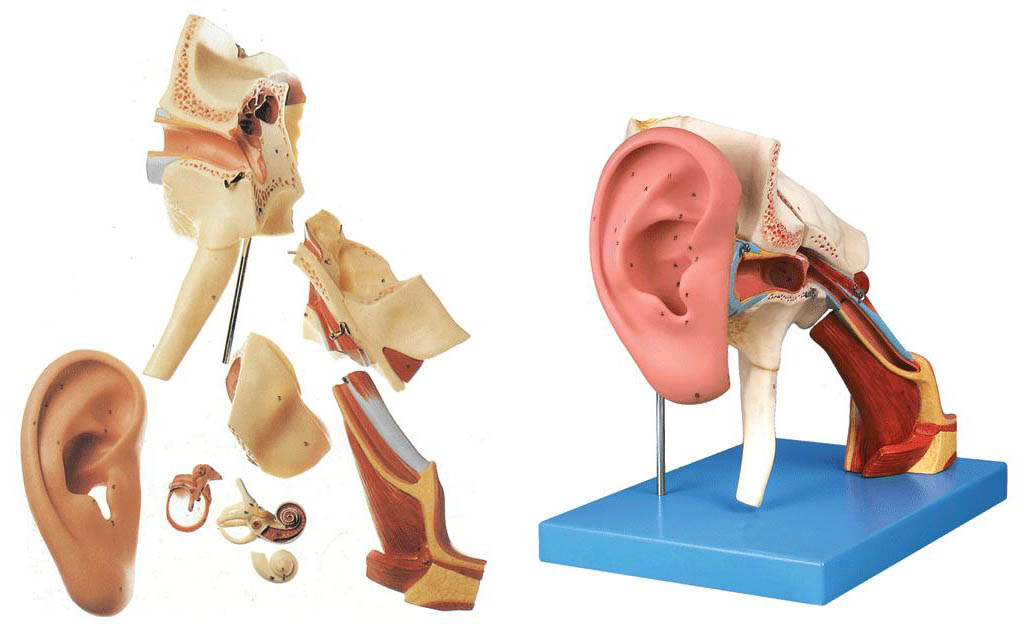 耳结构放大模型.jpg