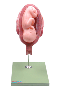 七个月胎儿模型.gif
