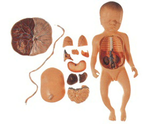 胎盘脐带与胎儿附内脏模型.jpg