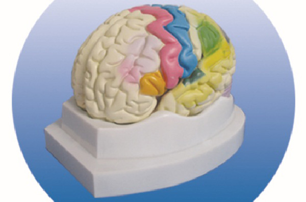 大脑皮质功能定位模型.jpg