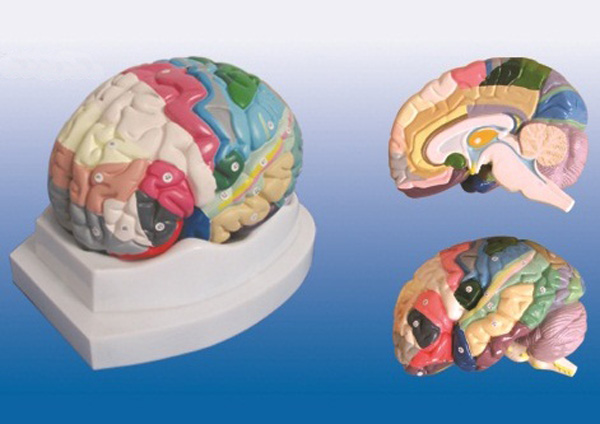 大脑皮质分区模型.jpg