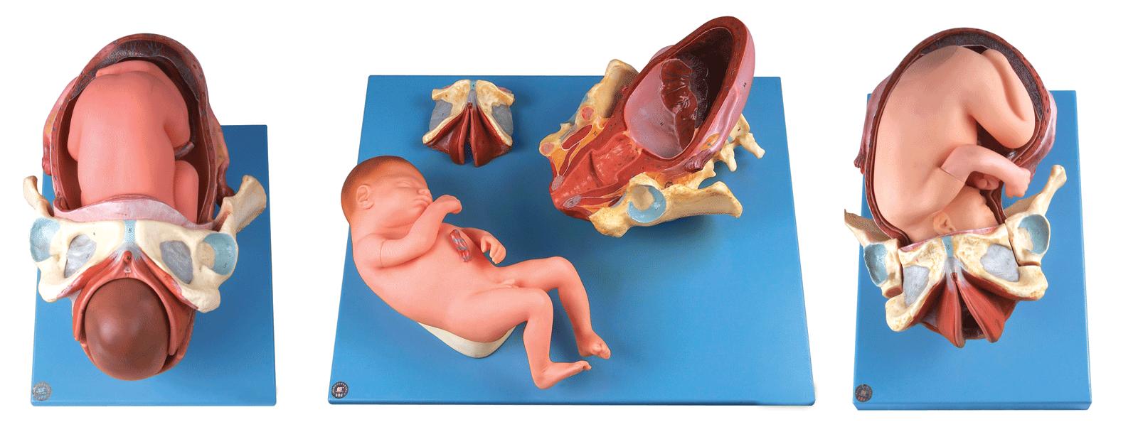 足月胎儿分娩过程模型.jpg