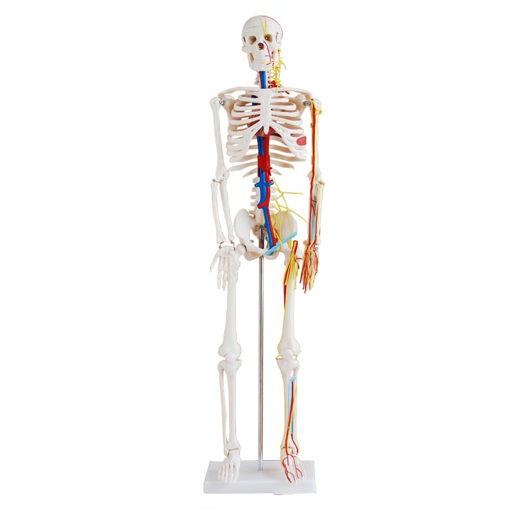 人体骨骼带心脏与血管模型85CM.jpg