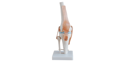 膝关节功能模型.png