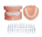 可卸式有根标准牙模型.gif