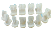 牙体形态模型.gif