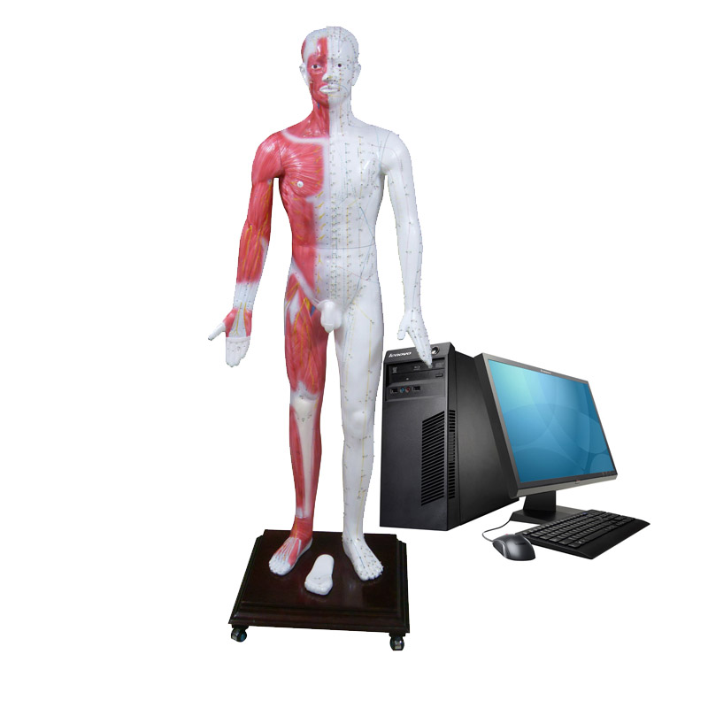 这是一款多媒体针灸穴位人体模型，是穴位教学的理想产品