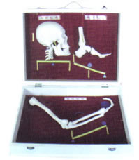 人体骨杠杆分类模型.jpg