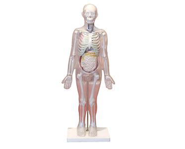 人体体表、人体骨骼与内脏关系模型.jpg