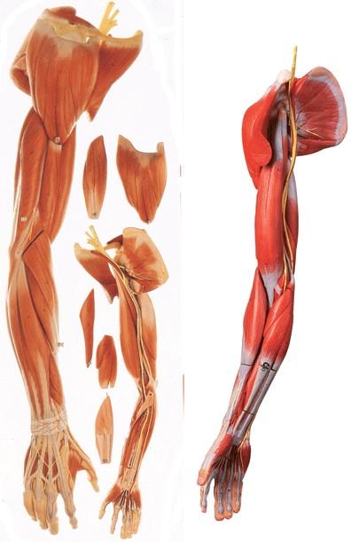 上肢肌肉附主要血管神经模型A11305.jpg