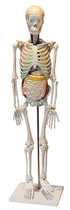 人体骨骼与内脏关系模型.jpg