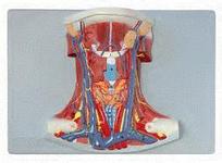 颈前肌局解模型.jpg