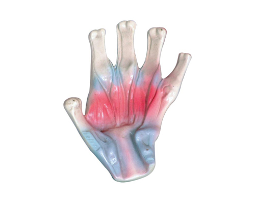 手骨间肌模型.jpg