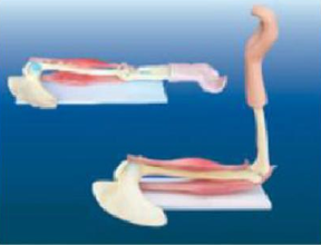 肘关节与肌肉示教模型.png