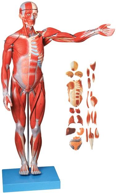 人体全身肌肉附内脏模型（高78cm）A11301-1.jpg