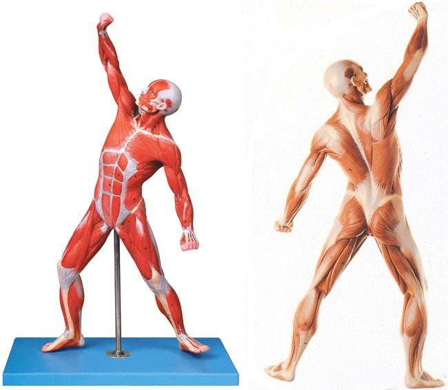 人体全身肌肉运动模型A11303.jpg