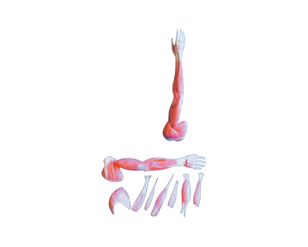 上肢肌肉解剖.jpg