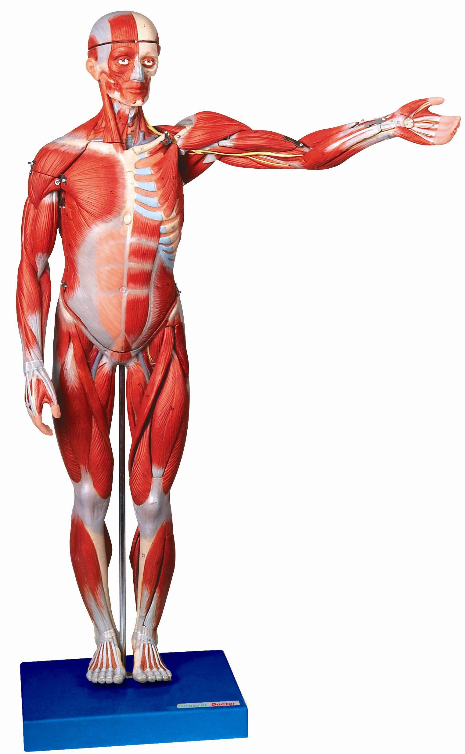 人体全身肌肉解剖模型（高170cm）A11302-2.jpg