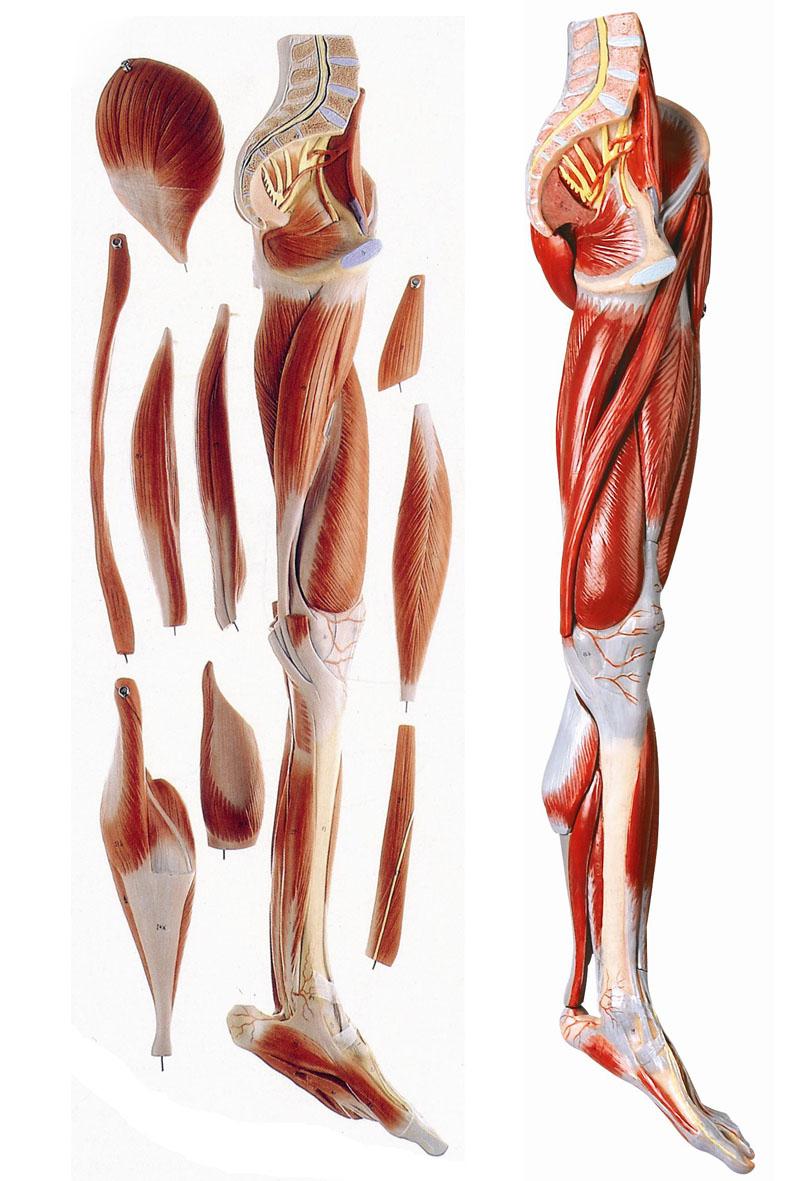 下肢肌肉附主要血管神经模型A11308.jpg