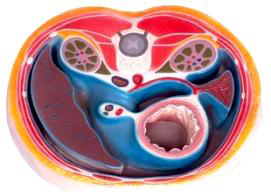 腹腔横断模型.jpg