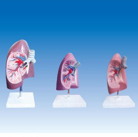 支气管右肺解剖模型 .jpg