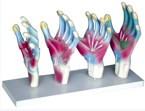 手肌解剖模型.png