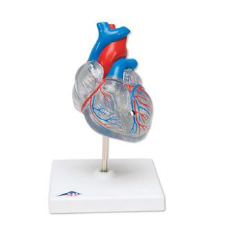 透明心脏解剖模型.png