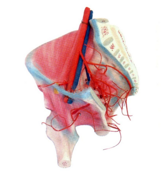 髋肌及髂内动脉分布模型.png