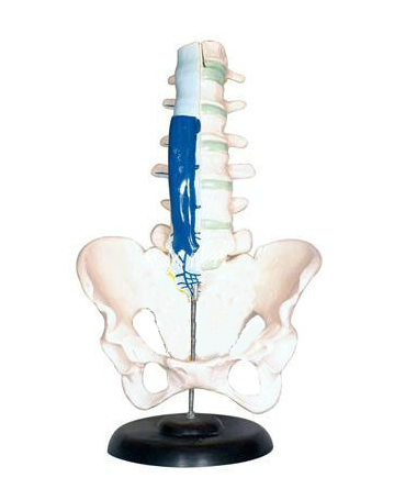 腰骶椎解剖与脊神经关系模型.png