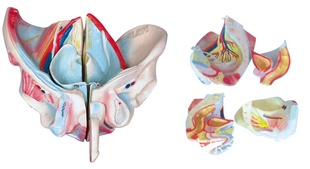 男性骨盆附盆底肌肉层次解剖模型.jpg