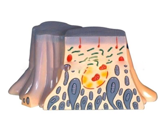 肾脏近曲小管上皮细胞的超微结构模型.png