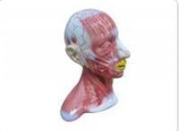 头颈部浅层解剖模型.jpg
