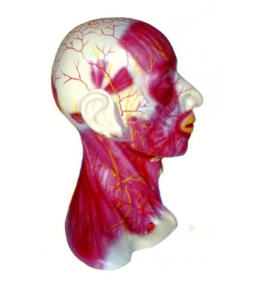 头颈部中层解剖模型.png