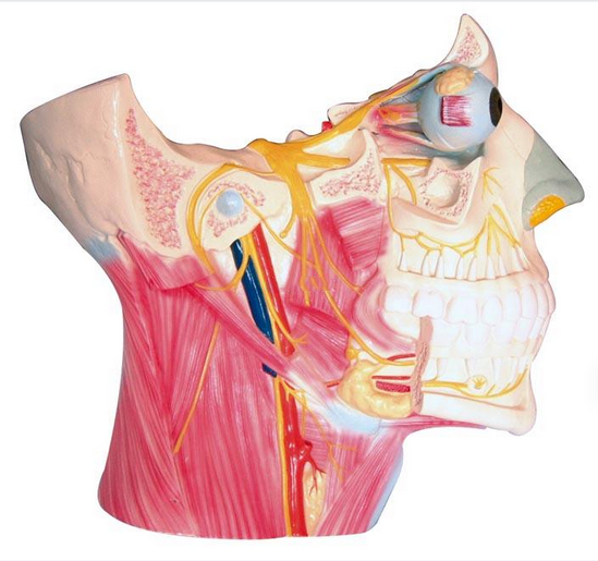 脑神经在头颈部分布模型.png