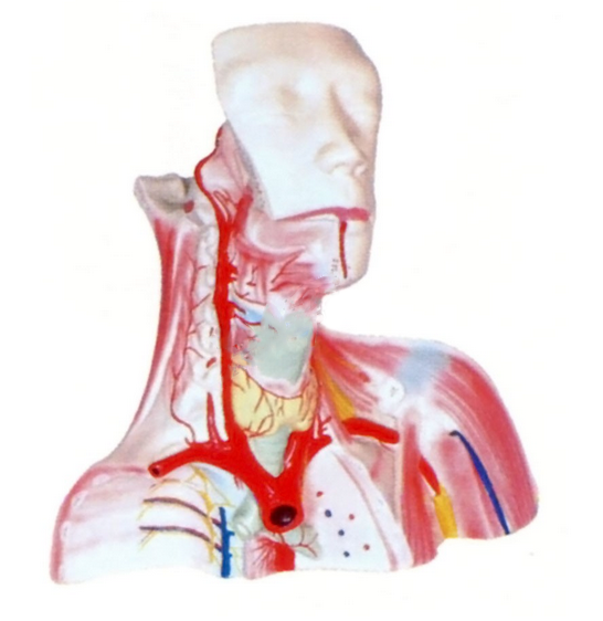 颅腔及头颈胸局部解剖模型.png