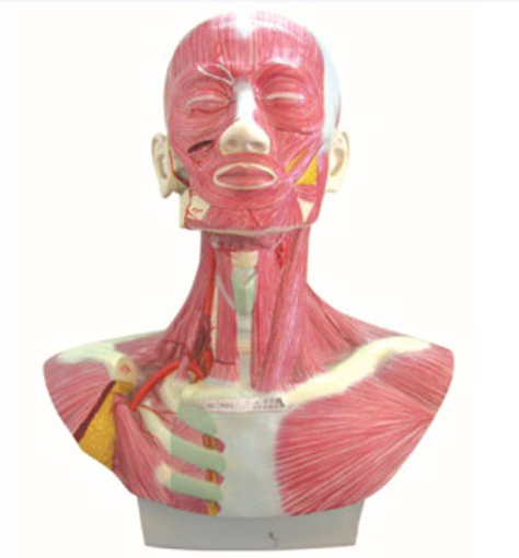 头、面、颈部解剖和颈外动脉配布模型.png