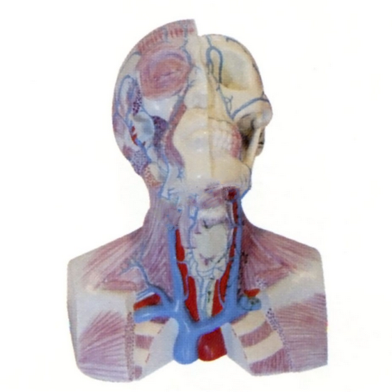 头颈胸静脉回流模型.png