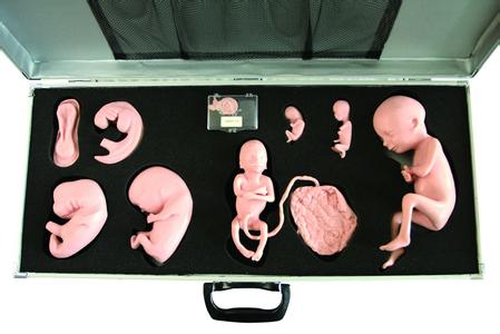 高级胚胎发育过程模型.jpg