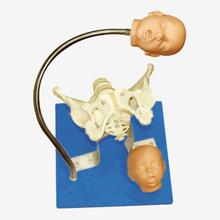 带有胎儿头的骨盆模型.jpg