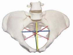 F24骨盆测量示教模型.jpg