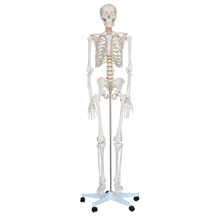 这是一款170CM的医用人体骨架模型.jpg