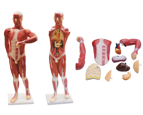 人体肌肉及胸腹腔脏器解剖模型.jpg