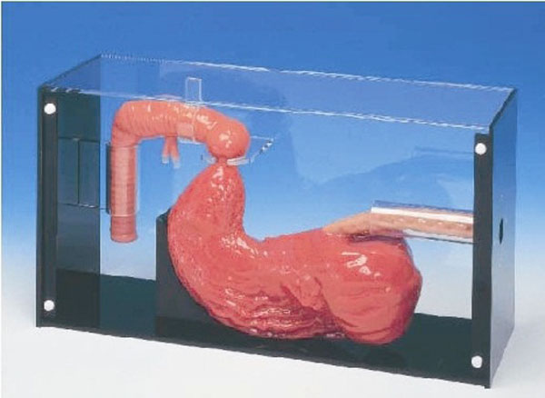 胃镜与ERCP检查训练模型.jpg